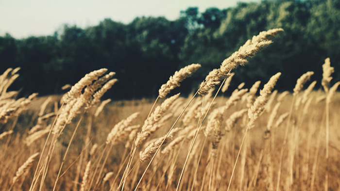 免费测试呼死你